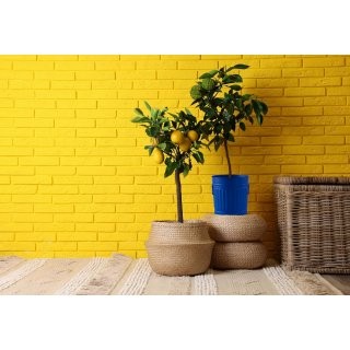 Jinfa | Cubo de basura de metal galvanizado con asas y tapa | Azul | Di�metro � 21,5 cm - Altura 21,5 cm | Capacidad: 7 litros