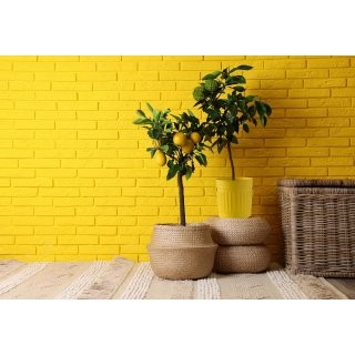 Jinfa Metal Trash Can with handles | 7 Litres | � 21.5 cm, Height 21.5 cm | Size S | Yellow