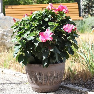 Jinfa | Pot de fleurs en plastique demi-tonneau | Marron rustique | HDFG-052-B | Diamtre : 37,5 cm, Hauteur : 27 cm | Idal pour lintrieur et lextrieur