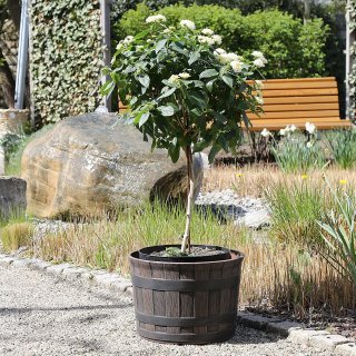 Jinfa | Pot de fleurs en plastique demi-tonneau | Marron fonc | HDFG-175-A | Diamtre : 35 cm, Hauteur : 24 cm | Idal pour lintrieur et lextrieur