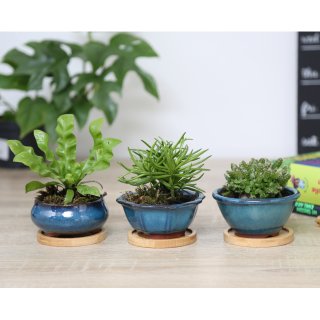 Jinfa 3 glasierte Keramik Bonsai Tpfe mit Entwsserungslchern | 3 Bambus Untersetzer + 3 Drainagegitter | Trkis