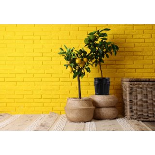 Jinfa | Piccolo bidone in metallo con manici e coperchio | Nero |  21,5 cm, h 21,5 cm | Capienza 7 litri