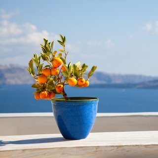 Jinfa Blumenkbel aus Kunststoff in glasierter Keramikoptik | Farbe: Marineblau | Design: Santorini |  39.5 cm x H 33.5 cm | 1 Stck