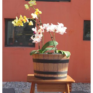 Jinfa dekorative Blumenkübel aus Kunststoff Pflanztöpfe Weinfass Holzoptik | 1, 2, 3, 6 Stücke