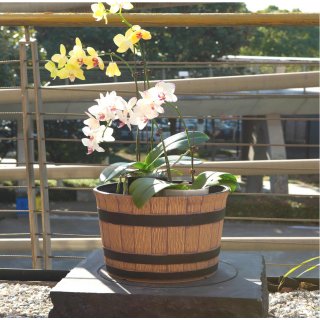 Jinfa dekorative Blumenkübel aus Kunststoff Pflanztöpfe Weinfass Holzoptik | 1, 2, 3, 6 Stücke